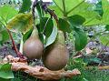 2010-0914-1400_Pears_19,2C